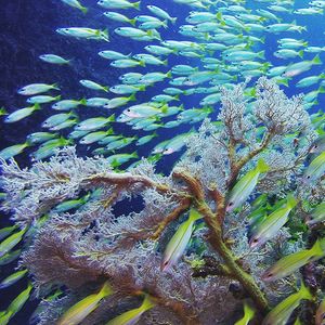  Thailand 泰国 Lanta 兰塔岛 @LazyDiving.com 潜水时光