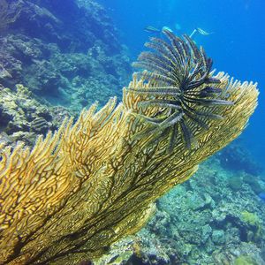  泰国 Thailand , 兰塔岛 Lanta @LazyDiving.com 潜水时光