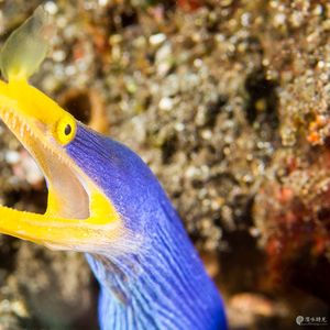 Rhinomuraena quaesita Rhinomuraena quaesita 五彩鳗 Indonesia 印度尼西亚 Bali 巴厘岛 Tulamben 图蓝本 @LazyDiving.com 潜水时光