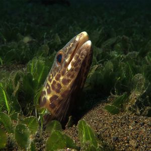 Ariosoma fasciatum Ariosoma fasciatum 条纹美体鳗 Indonesia 印度尼西亚 Bali 巴厘岛 Amed Bay 巴厘岛艾湄湾 @LazyDiving.com 潜水时光