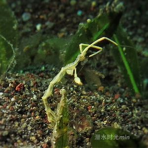 Caprellidae Caprellidae 骷髅虾 Indonesia 印度尼西亚 Bali 巴厘岛 Amed Bay 巴厘岛艾湄湾 @LazyDiving.com 潜水时光