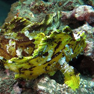 Taenianotus triacanthus 印度尼西亚 Indonesia , 巴厘岛 Bali , 艾湄湾 Amed Bay @LazyDiving.com 潜水时光