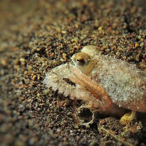 Abdopus 印度尼西亚 Indonesia , 巴厘岛 Bali , 艾湄湾 Amed Bay @LazyDiving.com 潜水时光