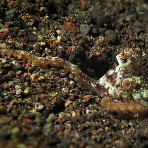 Abdopus Abdopus 章鱼 Indonesia 印度尼西亚 Bali 巴厘岛 Amed Bay 巴厘岛艾湄湾 @LazyDiving.com 潜水时光