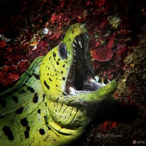 Gymnothorax fimbriatus Gymnothorax fimbriatus 细斑海鳗 Indonesia 印度尼西亚 Bali 巴厘岛 Amed Bay 巴厘岛艾湄湾 @LazyDiving.com 潜水时光