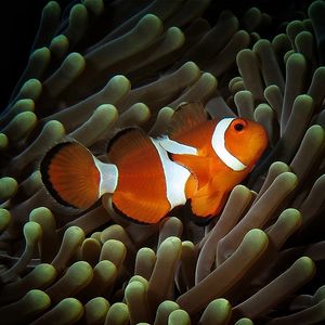 Amphiprion ocellaris 印度尼西亚 Indonesia , 巴厘岛 Bali , 艾湄湾 Amed Bay @LazyDiving.com 潜水时光