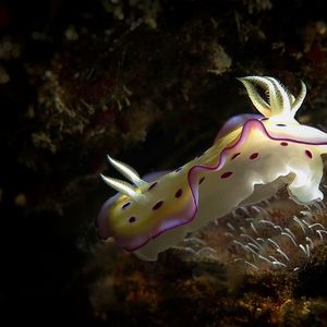 Goniobranchus kuniei 印度尼西亚 Indonesia , 巴厘岛 Bali , 艾湄湾 Amed Bay @LazyDiving.com 潜水时光