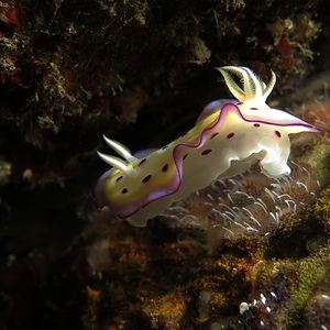 Goniobranchus kuniei 印度尼西亚 Indonesia , 巴厘岛 Bali , 艾湄湾 Amed Bay @LazyDiving.com 潜水时光