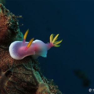 Hypselodoris apolegma 印度尼西亚 Indonesia , 巴厘岛 Bali , 艾湄湾 Amed Bay @LazyDiving.com 潜水时光