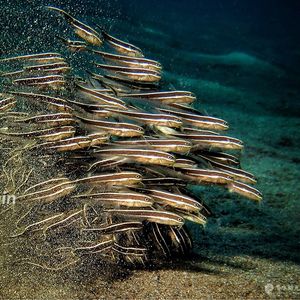 Plotosus lineatus Plotosus lineatus 印度尼西亚 Indonesia , 巴厘岛 Bali , 艾湄湾 Amed Bay @LazyDiving.com 潜水时光