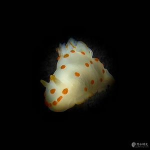 Gymnodoris ceylonica 印度尼西亚 Indonesia , 巴厘岛 Bali , 艾湄湾 Amed Bay @LazyDiving.com 潜水时光