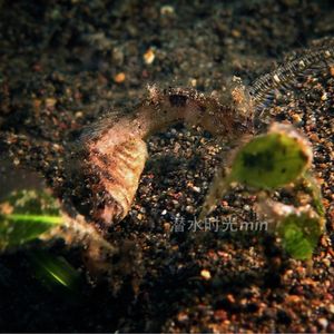 Acentronura breviperula 印度尼西亚 Indonesia , 巴厘岛 Bali , 艾湄湾 Amed Bay @LazyDiving.com 潜水时光