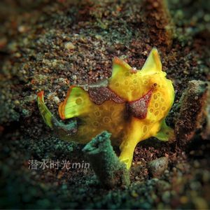 Antennarius maculatus Antennarius maculatus 印度尼西亚 Indonesia , 巴厘岛 Bali , 艾湄湾 Amed Bay @LazyDiving.com 潜水时光