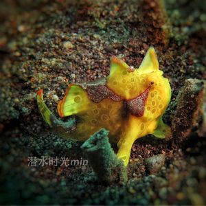 Antennarius maculatus 印度尼西亚 Indonesia , 巴厘岛 Bali , 艾湄湾 Amed Bay @LazyDiving.com 潜水时光