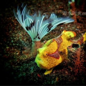 Antennarius maculatus 印��度尼西亚 Indonesia , 巴厘岛 Bali , 艾湄湾 Amed Bay @LazyDiving.com 潜水时光