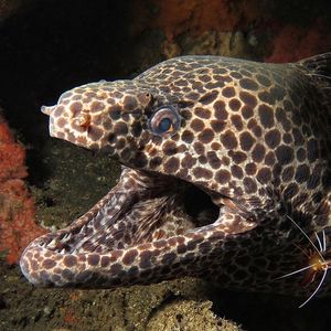 Gymnothorax favagineus 印度尼西亚 Indonesia , 巴厘岛 Bali , 艾湄湾 Amed Bay @LazyDiving.com 潜水时光