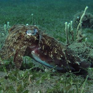 Sepia latimanus Sepia latimanus 宽腕乌贼 Indonesia 印度尼西亚 Bali 巴厘岛 Amed Bay 巴厘岛艾湄湾 @LazyDiving.com 潜水时光