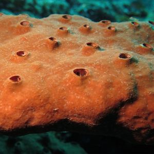 Acarnus erithacus Acarnus erithacus 印度尼西亚 Indonesia , 巴厘岛 Bali , 艾湄湾 Amed Bay @LazyDiving.com 潜水时光
