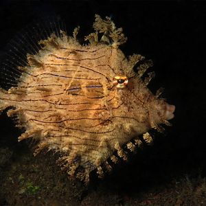 Chaetodermis penicilligerus 印度尼西亚 Indonesia , 巴厘岛 Bali , 图蓝本 Tulamben @LazyDiving.com 潜水时光