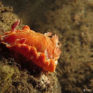 Hexabranchus sanguineus 印度尼西亚 Indonesia , 巴厘岛 Bali , 图蓝本 Tulamben @LazyDiving.com 潜水时光