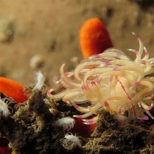 Unidentia sandramillenae Unidentia sandramillenae 光纤海蛞蝓 Indonesia 印度尼西亚 Bali 巴厘岛 Tulamben 图蓝本 @LazyDiving.com 潜水时光