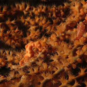 Hippocampus denise 印度尼西亚 Indonesia , 巴厘岛 Bali , 图�蓝本 Tulamben @LazyDiving.com 潜水时光