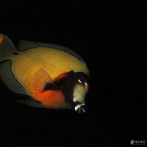 Acanthurus pyroferus 印度尼西亚 Indonesia , 巴厘岛 Bali , 图蓝本 Tulamben @LazyDiving.com 潜水时光