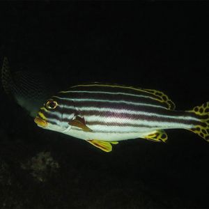 Plectorhinchus vittatus 印度尼西亚 Indonesia , 巴厘岛 Bali , 图蓝本 Tulamben @LazyDiving.com 潜水时光