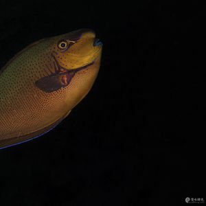 Naso vlamingii Naso vlamingii 印度尼西亚 Indonesia , 巴厘岛 Bali , 图蓝本 Tulamben @LazyDiving.com 潜水时光