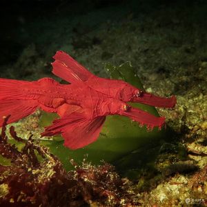 Solenostomus cyanopterus Solenostomus cyanopterus 枯叶鬼龙 Indonesia 印度尼西亚 Komodo 科莫多 @LazyDiving.com 潜水时光