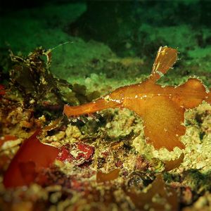 Solenostomus cyanopterus 印度尼西亚 Indonesia , 科莫多 Komodo @LazyDiving.com 潜水时光