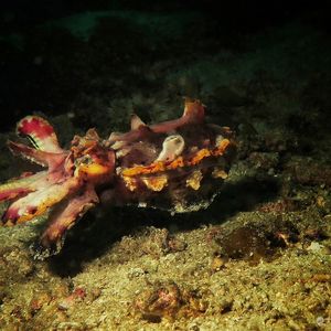 Metasepia pfefferi Metasepia pfefferi 火焰乌贼 Indonesia 印度尼西亚 Komodo 科莫多 @LazyDiving.com 潜水时光