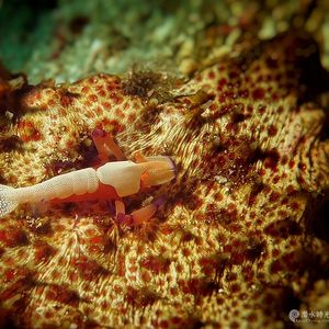 Zenopontonia rex 印度尼西亚 Indonesia , 科莫多 Komodo @LazyDiving.com 潜水时光