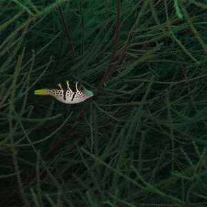Paraluteres prionurus Paraluteres prionurus 印度尼西亚 Indonesia , 巴厘岛 Bali , 艾湄湾 Amed Bay @LazyDiving.com 潜水时光