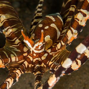 Wunderpus photogenicus 印度尼西亚 Indonesia , 巴厘岛 Bali , 图蓝本 Tulamben @LazyDiving.com 潜水时光