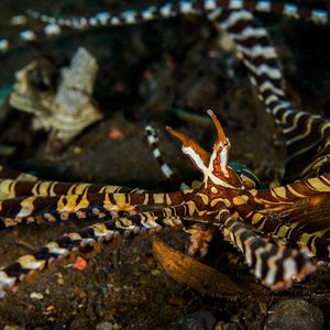 Wunderpus photogenicus 印度尼西亚 Indonesia , 巴厘岛 Bali , 图蓝本 Tulamben @LazyDiving.com 潜水时光