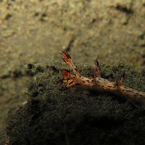 Dendronotus regius Dendronotus regius 印度尼西亚 Indonesia , 巴厘岛 Bali , 图蓝本 Tulamben @LazyDiving.com 潜水时光