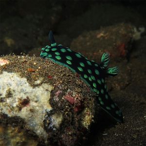 Nembrotha cristata 印��度尼西亚 Indonesia , 巴厘岛 Bali , 图蓝本 Tulamben @LazyDiving.com 潜水时光