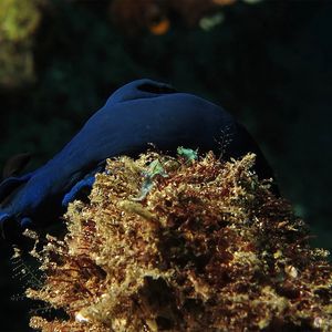 Tambja morosa Tambja morosa 印度尼西亚 Indonesia , 巴厘岛 Bali , 图蓝本 Tulamben @LazyDiving.com 潜水时光