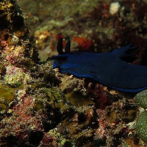 Tambja morosa 印度尼西亚 Indonesia , 巴厘岛 Bali , 图蓝本 Tulamben @LazyDiving.com 潜水时光