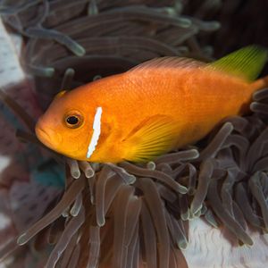 Amphiprion nigripes Amphiprion nigripes 浅色双锯鱼 Maldives 马尔代夫 @LazyDiving.com 潜水时光