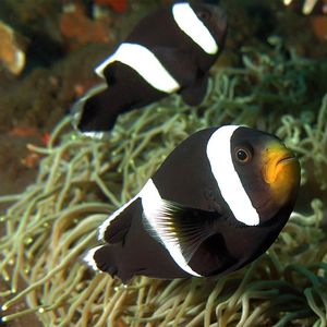 Amphiprion polymnus Amphiprion polymnus 鞍斑双锯鱼 Indonesia 印度尼西亚 Bali 巴厘岛 Amed Bay 巴厘岛艾湄湾 @LazyDiving.com 潜水时光