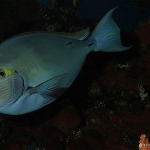 Acanthurus mata Acanthurus mata 印度尼西亚 Indonesia , 巴厘岛 Bali , 图蓝本 Tulamben @LazyDiving.com 潜水时光