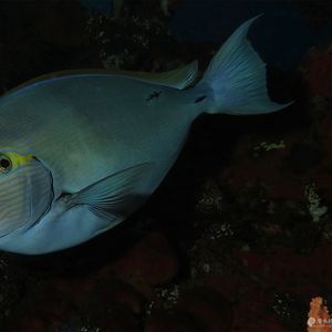 Acanthurus mata 印度尼西亚 Indonesia , 巴厘岛 Bali , 图蓝本 Tulamben @LazyDiving.com 潜水时光