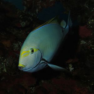 Acanthurus mata 印度尼西亚 Indonesia , 巴厘岛 Bali , 图蓝本 Tulamben @LazyDiving.com 潜水时光