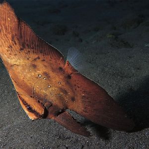 Platax orbicularis Platax orbicularis 印度尼西亚 Indonesia , 巴厘岛 Bali , 图蓝本 Tulamben @LazyDiving.com 潜水时光