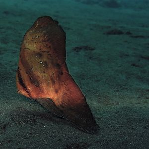 Platax orbicularis Platax orbicularis 印度尼西亚 Indonesia , 巴厘岛 Bali , 图蓝本 Tulamben @LazyDiving.com 潜水时光