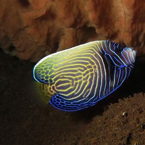 Pomacanthus imperator 印度尼西亚 Indonesia , 巴厘岛 Bali , 图蓝本 Tulamben @LazyDiving.com 潜水时光