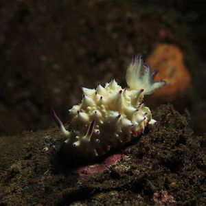 Mexichromis multituberculata 印度尼西亚 Indonesia , 巴厘岛 Bali , 图蓝本 Tulamben @LazyDiving.com 潜水时光