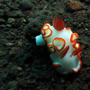 Ardeadoris averni Ardeadoris averni 埃孚多彩海蛞蝓 Indonesia 印度尼西亚 Bali 巴厘岛 Tulamben 图蓝本 @LazyDiving.com 潜水时光